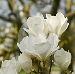 Close-up of a magnolia flower