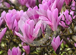 Close-up of a magnolia flower