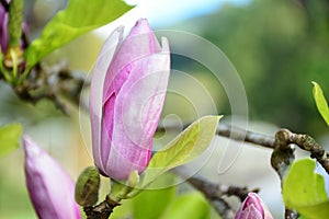Close up magnolia flower.