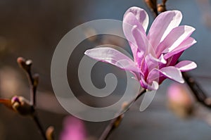 Close-up of a magnolia flower