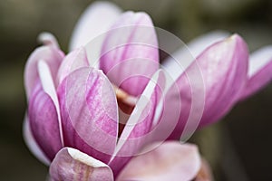 Close up of magnolia flower at springtime, Cantabria Spain