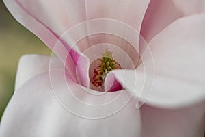 Close up of magnolia flower with white and pink petals. Magnolia trees flower for about three days a year in springtime.