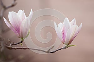 The close up of magnolia flowers