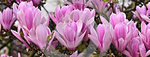 Close-up of magnolia flowers