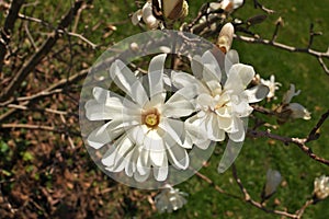 Close up of Magnolia X Loebneri Encore Flower Blossoms on Tree Bush Branch