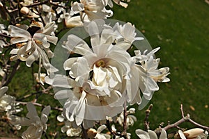 Close up of Magnolia X Loebneri Encore Flower Blossoms on Tree Bush Branch