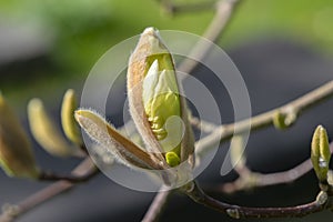 Close Up Magnolia Sundance