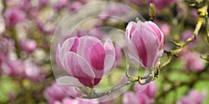 Close-up of a magnolia x soulangeana flower photo