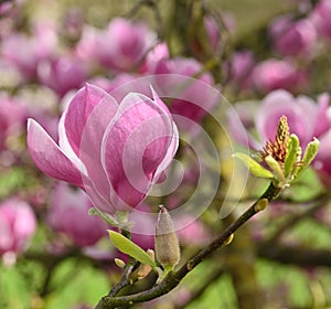 Close-up of a magnolia x soulangeana flower photo