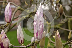 Close Up Magnolia Ã— Soulangeana