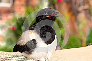 Close-up of a Magpie chick.