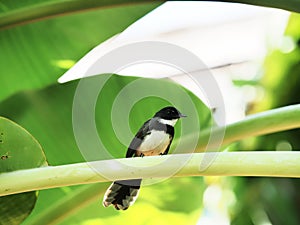 Close up of magpie stay on cultivated banana leaf in garden