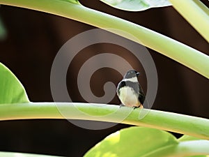 Close up of magpie stay on cultivated banana leaf in garden