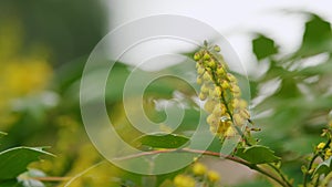 Mahonia Aquifolium Flowers In Spring Garden. Yellow Flowers Oregon Grape Mahonia Aquifolium Plant. Close up.