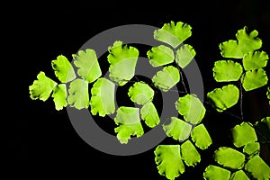 Close up of Maidenhair fern