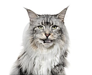 Close-up on a main coon cat meowing, isolated