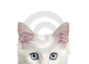 Close-up of a Main coon kitten`s top of head, 4 months