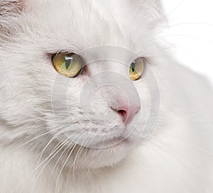 Close-up of Maine Coon cat