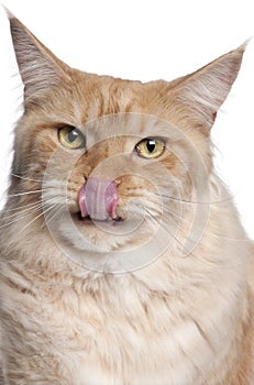 Close-up of Maine Coon cat licking lips