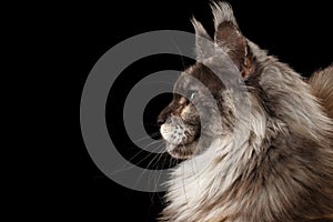 Close-up Maine Coon Cat in Profile, Isolated Black, Side view