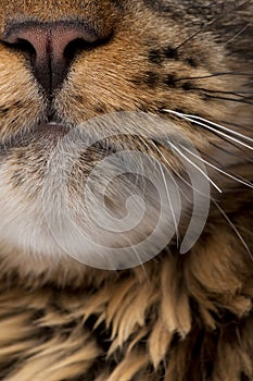 Close-up of Maine Coon`s face with whiskers