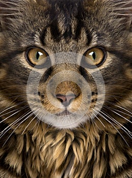 Close-up of Maine Coon`s face with whiskers photo