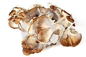 Close Up Of Maitake Mushrooms photo
