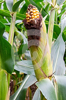 Close up of a maize plant with its corn cob, Zea mays