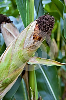 Close up of a maize plant with its corn cob, Zea mays