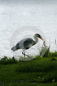 Close up of a majestic heron in front of a bright river that fished a prey