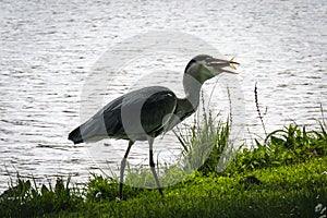 Close up of a majestic heron in front of a bright river which is eating a fish