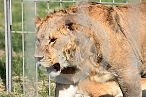 Close-up of a majestic lioness in the African wilderness, exuding regal power and beauty as she gazes fiercely under the golden