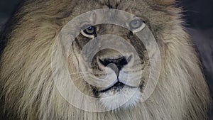 Close up of a majestic male lion staring into camera.