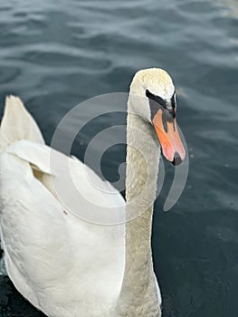 Close-up of a majestic swan swimming in the pond