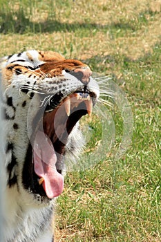 Close-up of a majestic tiger yawning, showing sharp teeth and pink tongue against lush greenery. Captures the raw power and beauty