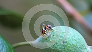 Close up of a queensland fruit fly laying eggs in a ripe fruit photo