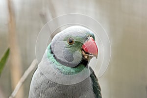 Malabar parakeet