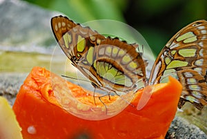 Close up of a Malacite Butterfly Siproeta stelenes