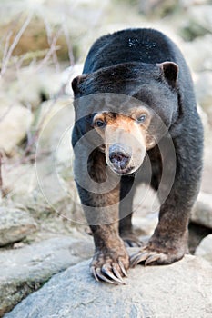 Close up of a Malayan Sun Bear