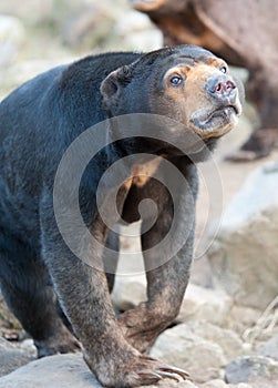 Close up of a Malayan Sun Bear