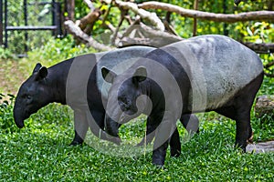 Close up Malayan tapir.