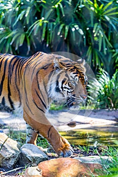 Close-Up of Malayan Tiger Walking through Rainforest, Panthera tigris tigris