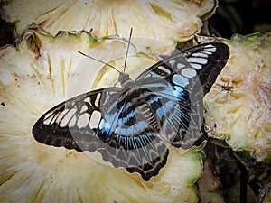 Close up  Malaysian Blue clipper butterfly Parthenos sylvia