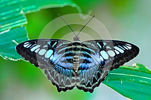 Close up Malaysian Blue clipper butterfly Parthenos sylvia