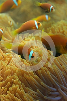 Close-up of Maldivian clownfishes