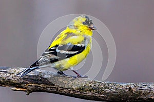 Close up of a male American Goldfinch Spinus tristis molting into breeding plumage during early spring.