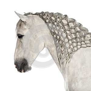 Close-up of a Male Andalusian with plaited mane, 7 years old, also known as the Pure Spanish Horse or PRE