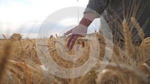 Close up of male arm moving over ripe wheat growing on the meadow. Young farmer walking through the cereal field and