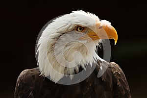 Close up of a male Bald Eagle against black background