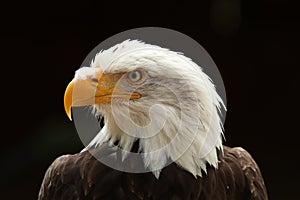 Close up of a male Bald Eagle against black background